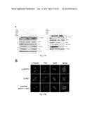 OPTINEURIN-DERIVED POLYPEPTIDES, THEIR NUCLEIC ACIDS AND USES THEREOF diagram and image