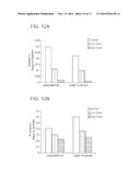 GIGAXONIN FUSION PROTEIN AND METHODS FOR TREATING GIANT AXONAL NEUROPATHY diagram and image