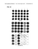 TREATMENT OF EBV AND KHSV INFECTION AND ASSOCIATED ABNORMAL CELLULAR     PROLIFERATION diagram and image