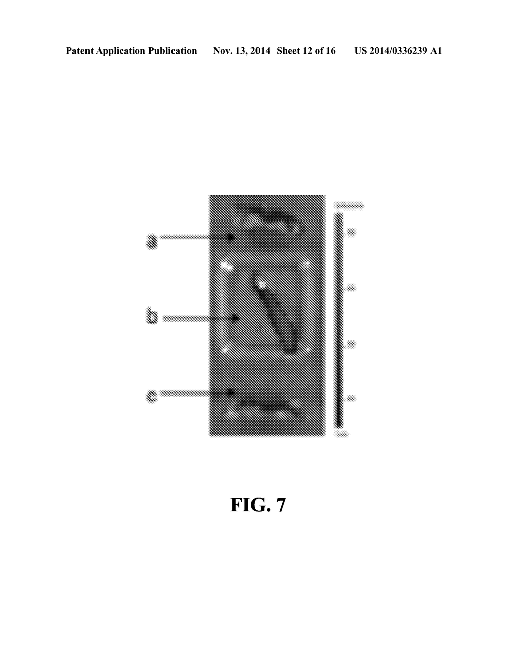 COMPOSITIONS AND METHODS FOR MODULATING MYELOID DERIVED SUPPRESSOR CELLS - diagram, schematic, and image 13