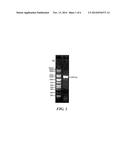 SIRNA MOLECULE FOR INHIBITING GROWTH OF MELANIN AND APPLICATION THEREOF diagram and image