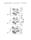 Analyzing High Dimensional Single Cell Data Using the T-Distributed     Stochastic Neighbor Embedding Algorithm diagram and image