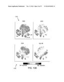 Analyzing High Dimensional Single Cell Data Using the T-Distributed     Stochastic Neighbor Embedding Algorithm diagram and image