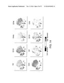 Analyzing High Dimensional Single Cell Data Using the T-Distributed     Stochastic Neighbor Embedding Algorithm diagram and image