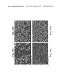 POROUS CERAMIC ARTICLE AND METHOD OF MANUFACTURING THE SAME diagram and image