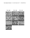 POROUS CERAMIC ARTICLE AND METHOD OF MANUFACTURING THE SAME diagram and image