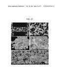 POROUS CERAMIC ARTICLE AND METHOD OF MANUFACTURING THE SAME diagram and image