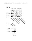 PROVASOPRESSIN ANTAGONISTS AND USES THEREOF diagram and image