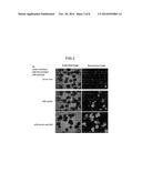 METHODS FOR PRODUCING RETINAL TISSUE AND RETINA-RELATED CELL diagram and image