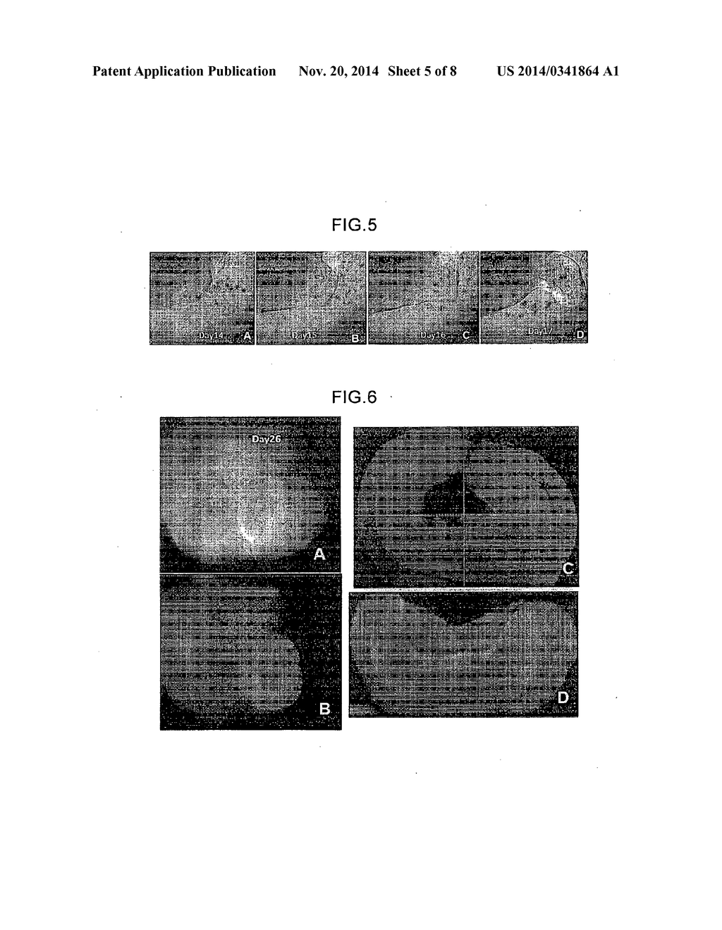 METHODS FOR PRODUCING RETINAL TISSUE AND RETINA-RELATED CELL - diagram, schematic, and image 06