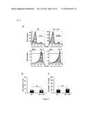 HUMAN-DERIVED BACTERIA THAT INDUCE PROLIFERATION OR ACCUMULATION OF     REGULATORY T CELLS diagram and image