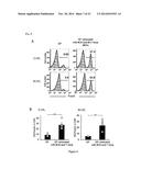 HUMAN-DERIVED BACTERIA THAT INDUCE PROLIFERATION OR ACCUMULATION OF     REGULATORY T CELLS diagram and image