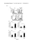 HUMAN-DERIVED BACTERIA THAT INDUCE PROLIFERATION OR ACCUMULATION OF     REGULATORY T CELLS diagram and image