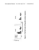 VACCINE COMPOSITION CONTAINING SYNTHETIC ADJUVANT diagram and image