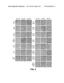 METHODS OF STERILIZING FETAL SUPPORT TISSUES diagram and image