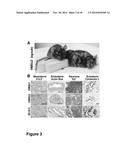 HAPLOID CELLS diagram and image