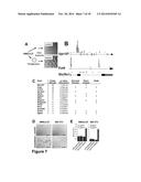 HAPLOID CELLS diagram and image