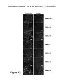 HAPLOID CELLS diagram and image