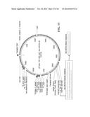 TRANSGENIC NON-HUMAN ANIMAL MODEL FOR ACCELERATED AGING AND/OR AGE-RELATED     SYMPTOM, AND USE THEREOF diagram and image