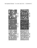 TRANSGENIC NON-HUMAN ANIMAL MODEL FOR ACCELERATED AGING AND/OR AGE-RELATED     SYMPTOM, AND USE THEREOF diagram and image