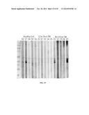 DEVICES AND METHODS FOR BIOMARKER DETECTION PROCESS AND ASSAY OF     NEUROLOGICAL CONDITION diagram and image