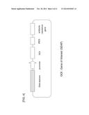 PROMOTER DERIVED FROM HUMAN GENE diagram and image