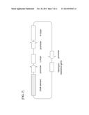 PROMOTER DERIVED FROM HUMAN GENE diagram and image