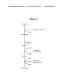 MICROORGANISM STRAINS FOR THE PRODUCTION OF 2,3-BUTANEDIOL diagram and image