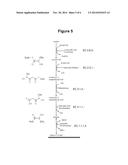 MICROORGANISM STRAINS FOR THE PRODUCTION OF 2,3-BUTANEDIOL diagram and image