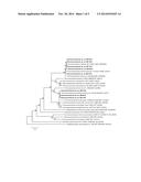 HIGH EFFICIENCY BIOFUEL PRODUCTION USING EXTREMELY THERMOPHILIC BACTERIA diagram and image