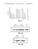 Fungal Gene Expression Using Insulator DNA Sequences diagram and image