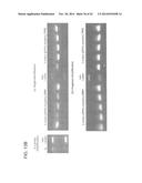 RNA-Guided Human Genome Engineering diagram and image