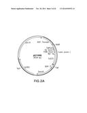 FUNCTIONAL CELL SURFACE DISPLAY OF LIGANDS FOR THE INSULIN AND/OR INSULIN     GROWTH FACTOR 1 RECEPTOR AND APPLICATIONS THEREOF diagram and image