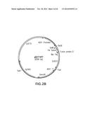 FUNCTIONAL CELL SURFACE DISPLAY OF LIGANDS FOR THE INSULIN AND/OR INSULIN     GROWTH FACTOR 1 RECEPTOR AND APPLICATIONS THEREOF diagram and image