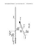 FUNCTIONAL CELL SURFACE DISPLAY OF LIGANDS FOR THE INSULIN AND/OR INSULIN     GROWTH FACTOR 1 RECEPTOR AND APPLICATIONS THEREOF diagram and image