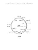 FUNCTIONAL CELL SURFACE DISPLAY OF LIGANDS FOR THE INSULIN AND/OR INSULIN     GROWTH FACTOR 1 RECEPTOR AND APPLICATIONS THEREOF diagram and image