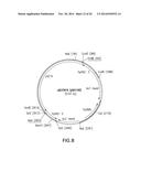 FUNCTIONAL CELL SURFACE DISPLAY OF LIGANDS FOR THE INSULIN AND/OR INSULIN     GROWTH FACTOR 1 RECEPTOR AND APPLICATIONS THEREOF diagram and image