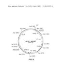 FUNCTIONAL CELL SURFACE DISPLAY OF LIGANDS FOR THE INSULIN AND/OR INSULIN     GROWTH FACTOR 1 RECEPTOR AND APPLICATIONS THEREOF diagram and image