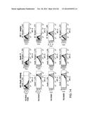 FUNCTIONAL CELL SURFACE DISPLAY OF LIGANDS FOR THE INSULIN AND/OR INSULIN     GROWTH FACTOR 1 RECEPTOR AND APPLICATIONS THEREOF diagram and image