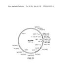 FUNCTIONAL CELL SURFACE DISPLAY OF LIGANDS FOR THE INSULIN AND/OR INSULIN     GROWTH FACTOR 1 RECEPTOR AND APPLICATIONS THEREOF diagram and image