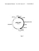 GENE THERAPY COMPOSITION FOR USE IN DIABETES TREATMENT diagram and image