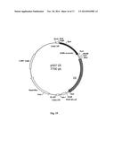 GENE THERAPY COMPOSITION FOR USE IN DIABETES TREATMENT diagram and image