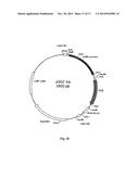 GENE THERAPY COMPOSITION FOR USE IN DIABETES TREATMENT diagram and image