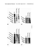 METHODS OF TREATMENT USING ARYLCYCLOPROPYLAMINE COMPOUNDS diagram and image