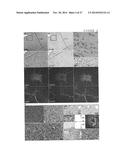 METHOD FOR REDUCING EXPRESSION OF DOWNREGULATED IN RENAL CELL CARCINOMA IN     MALIGNANT GLIOMAS diagram and image