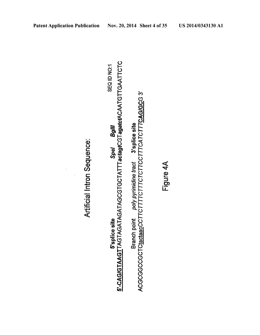 Micro-RNA Scaffolds, Non-naturally Occurring Micro-RNAs, and Methods for     Optimizing Non-naturally Occurring Micro-RNAs - diagram, schematic, and image 05