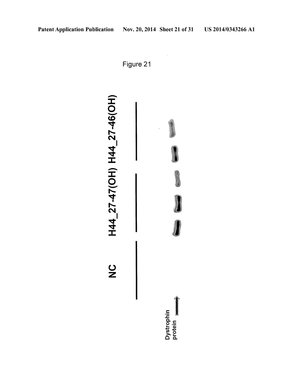 ANTISENSE NUCLEIC ACIDS - diagram, schematic, and image 22