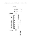 ANTISENSE NUCLEIC ACIDS diagram and image