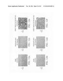 Device and method for inducing brain injury in animal test subjects diagram and image