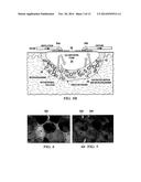 COMPOSITIONS WITH REACTIVE INGREDIENTS, AND WOUND DRESSINGS, APPARATUSES,     AND METHODS diagram and image